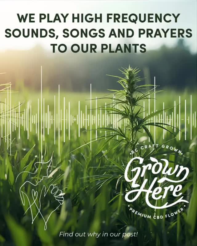 🎶 Why We Play High-Frequency Music to Our Plants
At Grown Here Farms, caring for our plants goes beyond soil and sun. We also nurture them with sound—playing high-frequency music, prayers, and healing vibrations in our fields throughout the growing season.
This year, we played almost exclusively at 432 Hz and 528 Hz—two frequencies long believed to promote harmony and balance in nature.
• 432 Hz is often called the “natural frequency of the universe,” resonating with the rhythms of the earth and fostering calm and alignment.
• 528 Hz is known as the “love frequency,” associated with healing, transformation, and growth.
By surrounding our crops with positive vibrations, we encourage a higher resonance in the fields, helping our plants thrive in an atmosphere of balance, vitality, and care.
For us, farming is more than cultivation—it’s a relationship. We treat every plant as part of a living ecosystem, and that means nourishing not only their roots and leaves, but also the energy around them.
👉 It’s just one more way we bring intention into every harvest, creating CBD flower that is as pure, balanced, and vibrant as the land it comes from.
Pure Plant Medicine, Without the High.