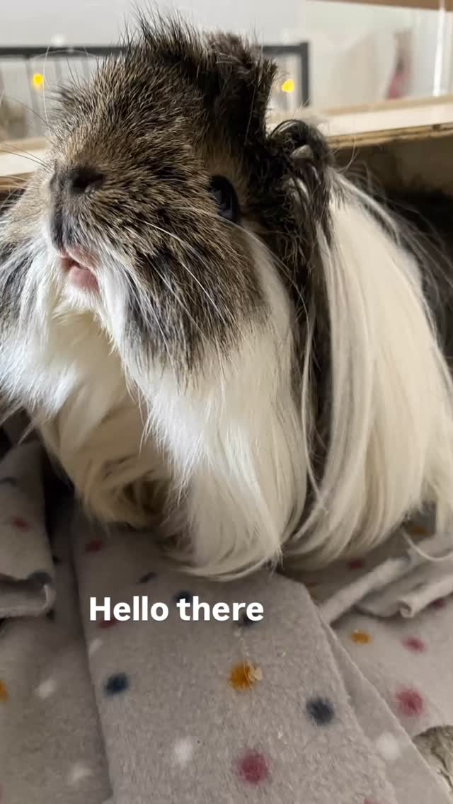 Hi Pru #guineapigs #guineapiggies