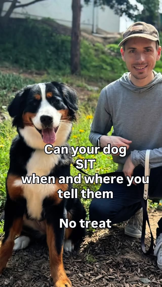 Think your dog knows sit? Try it outside, no treats, no hand signals… That’s when I step in—turning sit from kindergarten to college level so dogs listen anywhere. ⬇️⬇️⬇️⬇️Guess how many reps Gravy + her dad crushed in this session?