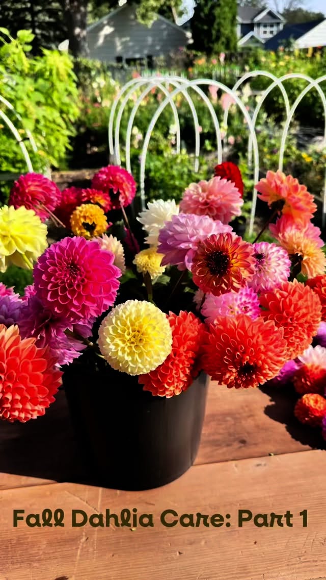🍂 Fall Dahlia Care – Part 1 🍂
As the season winds down, it’s time to start thinking ahead to next year. First step: label your plants now while they’re still blooming and easy to identify.
Here’s how I do it:
✦ Use flagging tape (bright, weatherproof, easy to spot)
✦ Write the variety name with a Garden Marker (doesn’t fade in the elements)
✦ Tie the tape securely to the main stem at ground level
That way, when it’s time to dig and store tubers, you’ll know exactly who’s who—no mysteries in the spring!
Stay tuned for more fall dahlia care steps in this series.
#dahliaseason #dahliatubers #mngrowndahlias