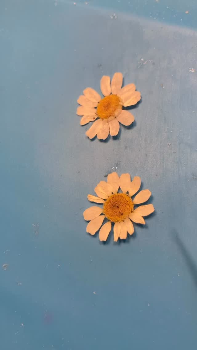 These feverfew daisies were super tricky to dye. But I really wanted to try it! I've been thinking about it for weeks. 🖤 The next video I post will show what I made with these.
#jewelrymaking #handmadejewellery #artisanjewelry #handcraftedjewelry #resinjewelry #fashionjewelry #uniquejewelry #bohostyle #jewelrygram #shoplocal #bohojewelry #madewithlove #pressedflowers #oneofakindjewelry #jewelrylover #statementjewelry #instagood #brandeemaecreations