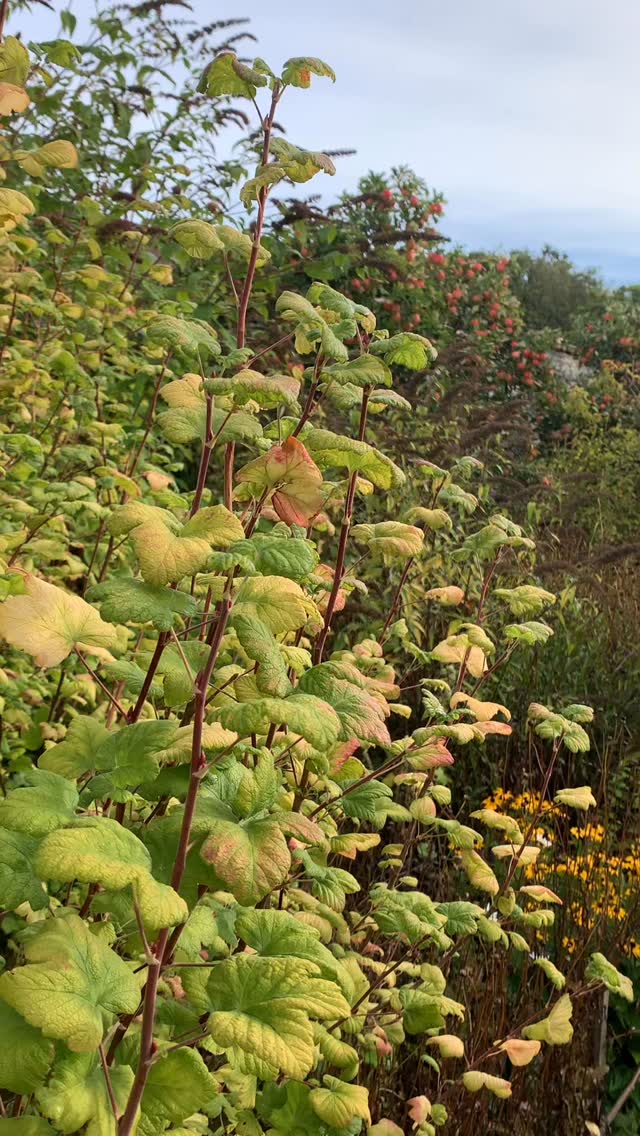 Autumn light in the Drying Green.
#thescottishcountrygarden