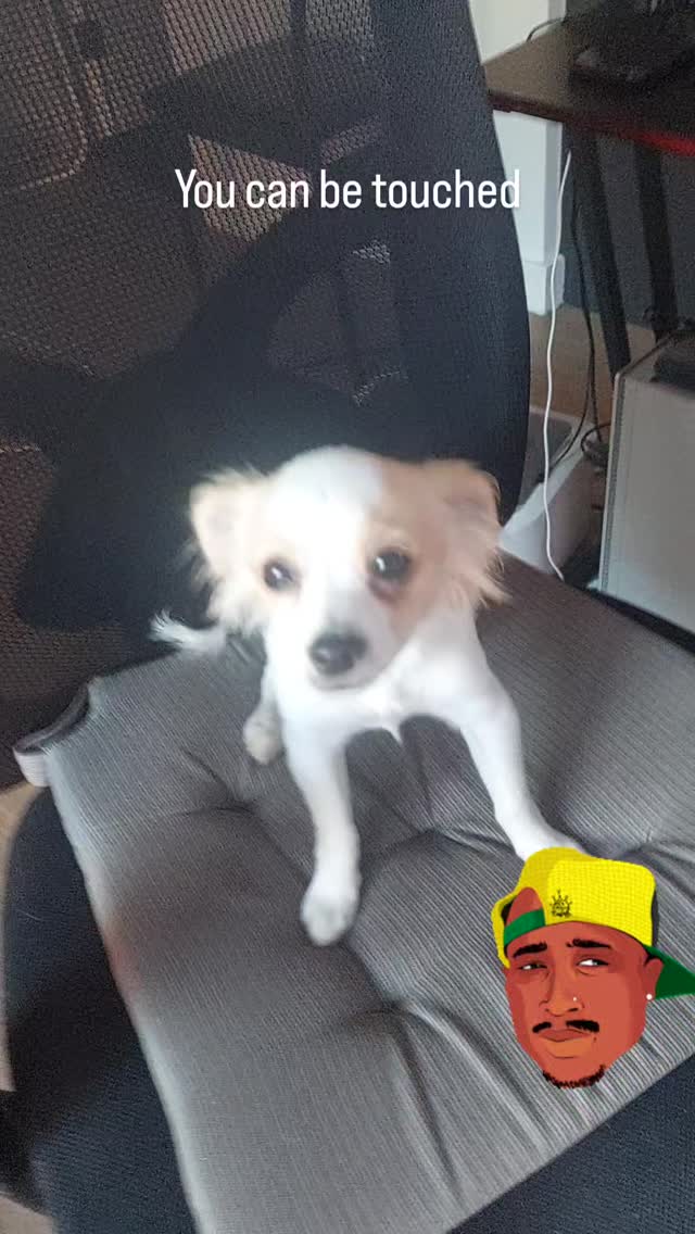 #2pac #dogtrainer #dogtraining #losangeles #hollywood