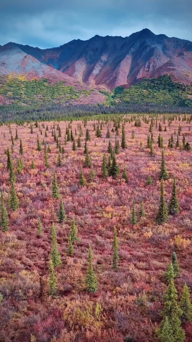 The Alaskan tundra is fascinating. These trees naturally grow sparse so they can receive as much sunlight during their short growing season, which amounts to 1 foot every 10 years.