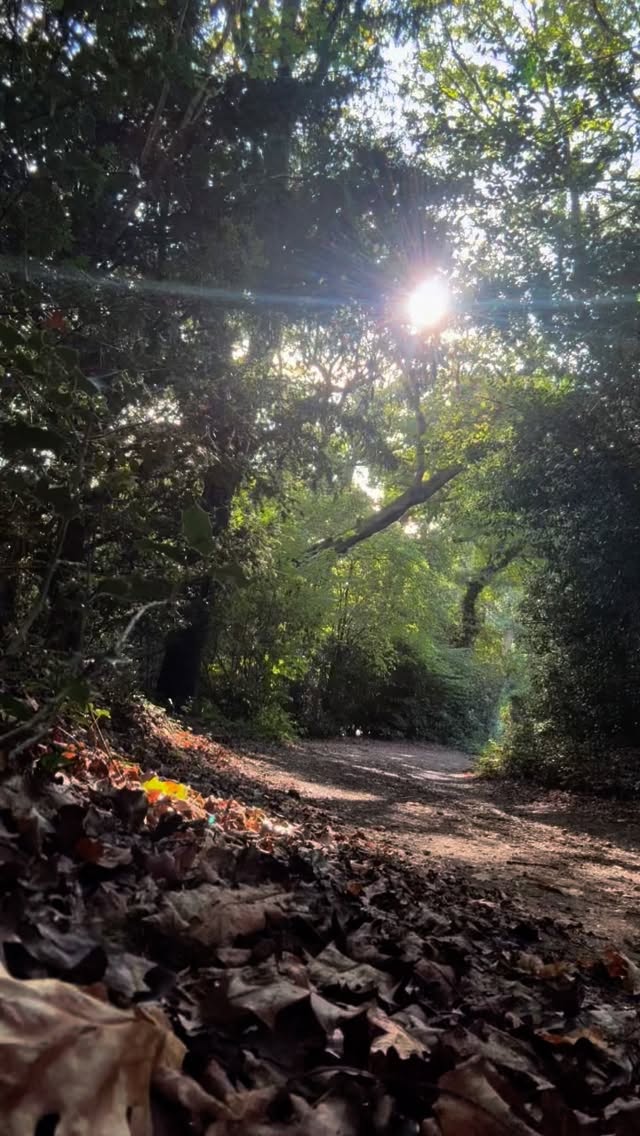 Today’s training; Hill sprint repeats!
10 x 100m sprints with jog down for recovery 🏃🏼♀️➡️
#outdoorfitness #newforestnationalpark #outdoortraining #womensfitness #hyroxtraining #onlineprograms #onlinefitnesscoach #onlinefitness