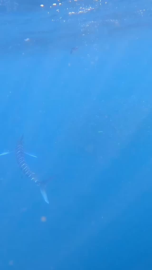 🎣🐟 ¡La Carrera de la Sardina Mexicana está de regreso!
De octubre a diciembre, Bahía Magdalena se convierte en escenario de uno de los espectáculos más impresionantes del océano: millones de sardinas en movimiento y depredadores marinos cazando en acción 🔥🌊
Vive con Murillos Bros Adventours la adrenalina del safari marino y la expedición de bolas de carnada.
Marlin, dorados, delfines, lobos marinos y aves se unen en un festín natural que no encontrarás en ningún otro lugar.
✨ Vive esta experiencia única con Murillos Bros Adventours.
👉 Reserva tu lugar, envíanos DM y únete a la aventura más salvaje de México.
📍 Puerto San Carlos, Baja California Sur.
#CarreraDeLaSardina #SardineRunMexico #BolasDeCarnada #SafariMarino #MurillosBrosAdventours
@gopro