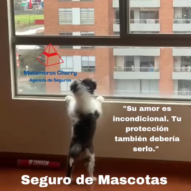 #segurodemascotas