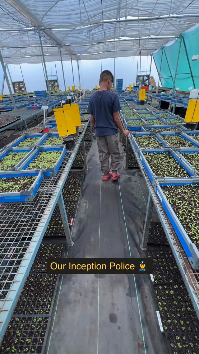 👣✨ Walking through the future of farming!
Here you see our third generation taking a stroll inside the fan pad, where tiny seeds are busy turning into healthy seedlings. 🌱
At this stage, seeds are carefully germinated under controlled temperature & humidity, giving them the best start in life. Soon, these seedlings will be transplanted to continue their journey toward becoming strong, productive plants. 🌿
Every step in this process is about nurturing life from seed to harvest—and seeing the next generation connect with it makes it even more special. 💚
📖 Did you know? Fan pads help regulate greenhouse climate, ensuring young seedlings don’t stress out in harsh heat, which is crucial for uniform germination!
👉 Tell us in the comments—what’s your favorite crop you’d love to see germinating here?
#BiocarveSeeds #SeedToSuccess #YoungPlantProduction #SustainableFarming #FutureOfFarming #Seedlings