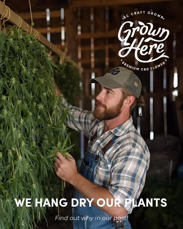🌿 Why We Hang Dry & Naturally Cure Our CBD Flower
When it comes to CBD flower, how it’s dried and cured makes all the difference in flavor, aroma, potency, and overall quality. At Grown Here Farms, we take the longer road because it’s the better one—for both the flower and for you.
Hang Drying vs. Artificial Drying
• Artificial drying equipment uses heat or forced air to speed things up. While faster, it can strip away delicate terpenes (the compounds that give flower its unique aroma and flavor) and even reduce cannabinoid potency.
• Hang drying is a traditional craft method. We carefully hang whole plants upside down in a controlled environment, allowing them to dry slowly and evenly.
The Benefits of Hang Drying & Natural Curing
✨ Preserves Terpenes & Flavors – Slow drying means the flower retains its natural aromatic profile, giving you a smoother, richer taste.
✨ Protects Potency – No harsh heat = cannabinoids stay intact, so you get the strength you expect.
✨ Improves Burn & Experience – Naturally cured flower smokes cleaner, with less harshness.
✨ Craft Quality, Always – Hang drying is labor-intensive, but it’s the standard for true premium CBD.
At Grown Here Farms, every harvest is hang dried, naturally cured, and hand-trimmed. It takes more time and care, but it’s worth it—for the flower, for the integrity of the plant, and for the quality you enjoy in every jar.
👉 Experience the difference of naturally cured CBD: Pure Plant Medicine, Without the High.
