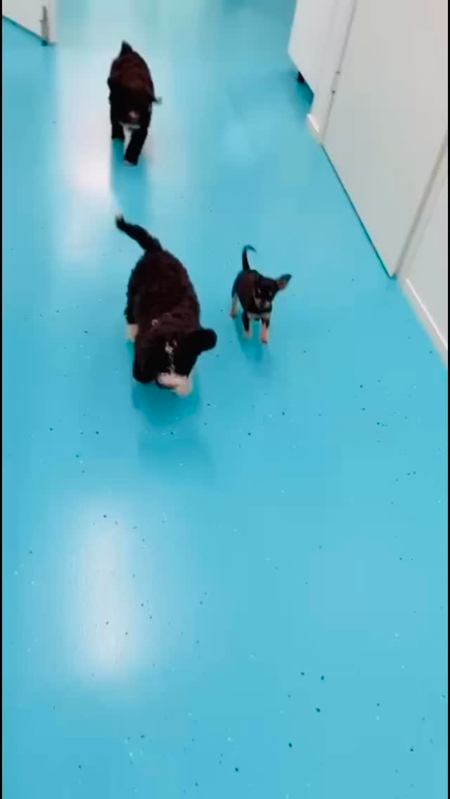 Meil on Lillvetin pentujengi taas lisääntynyt, niin omien kuin ihanien asiakkaidenkin pentujen myötä! 🐶🐶 Toisilla on vähän uppiniskaisempi asenne kuin toisilla, Liam ainakin täyttää jo kaikki chihuahuan edellytykset asenteessaan.