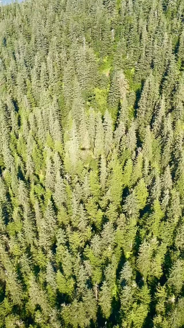 Tongass National Forest, Alaska.
#wonderfulplaces#explore#photography#travel#adventure#travel#glacier#beauty#beautiful#lifestyle#relax#luxurylifestyle#nature#water#helicopter#vacation#photo#beauty#photographer#snow#forest#tongassnationaforest#nature#wild#island#helicopterview#sandbar#shores#mountains#wild#wilderness#paradise#mandenhallglacier#alaska