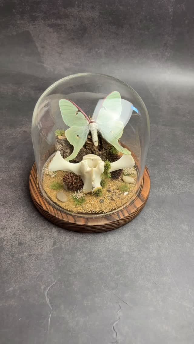 🌙✨ Luna Moth Dome ✨🌙
Now live on the website — a breathtaking display featuring the ethereal Luna Moth. With its pale green wings, delicate tails, and striking presence, this piece captures the quiet magic of nature.
Set upon a naturalistic base with moss, pinecones, and bone detail, this dome is a true statement for collectors, nature lovers, and curiosity cabinet enthusiasts alike. 🦋🌿
🔮 One-of-a-kind design
🌍 Sustainably sourced specimen
🪶 Perfect for décor or gifting
Shop now and bring home this spellbinding piece of natural art.
#LunaMoth #CuriosityCabinet #NaturalHistory #ButterflyArt #homedecor