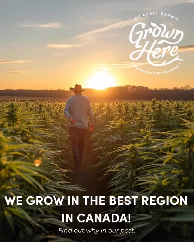 🌞 Why the Okanagan Valley Grows the World’s Best CBD Flower
Not all regions are created equal when it comes to growing hemp. While much of Canada struggles with humid, wet conditions that lead to mold, mildew, and the need for irradiation, the Okanagan Valley in British Columbia offers something rare: perfect natural conditions for premium CBD flower.
The Okanagan Advantage
• Hot, Dry Summers: The Valley’s arid climate reduces mold and mildew risk, letting plants thrive naturally.
• Long Growing Season: Extended warm days give our hemp more time to mature, leading to bigger buds and higher CBD potency.
• Consistent Winds & Airflow: Natural ventilation keeps plants healthy and prevents excess moisture buildup.
• Optimal Terroir: The unique combination of soil, sun, and climate makes the Okanagan one of the best hemp-growing regions in the world.
What This Means for You
✨ Never Irradiated: Because our flower grows clean, we never need to use irradiation to make it compliant.
✨ Bigger, Healthier Buds: More time in the field = larger, more resin-rich flowers.
✨ High CBD Potency: Long sunshine hours push plants to their maximum cannabinoid potential.
✨ Pure, Craft Quality: You get flower as nature intended—full flavor, aroma, and strength.
At Grown Here Farms, we grow in one of the world’s best natural environments for hemp—so you can enjoy CBD flower that’s clean, potent, and never compromised.
👉 Taste the Okanagan difference: Pure Plant Medicine, Without the High.