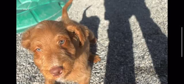 En lykkelig en som koser seg i solen☀️🐶🐾 #puppy #puppylife🐾 #puppylove #cobberdog #cobberdogsofnorway