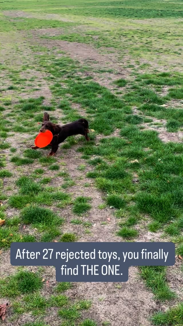 Finding your dog’s favorite toy is game-changing!
This frisbee turned out to be the winner after rejecting sooo many toys.
Every pup has their “thing” sometimes it just takes patience to discover it.
Not sure how to figure out what your pup will actually enjoy? I’m here to help! 💡
Tell me ⬇️ What’s your pup’s favorite toy?
#dogtrainerlondon #puppytraining #dogtrainingtips #dogtoys #dogmotivation