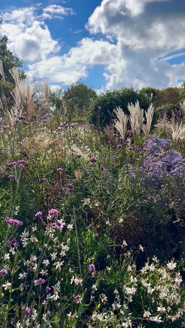 A small taste of what’s to come at this very special project that we’re working on with architects @gould_baxter
We started planting this garden this spring and have further planting to do this week. The house build starts this week too and it’s going to be incredible once we’re done, we can’t wait to show you the rest!
⸻
ABOUT: Joe Perkins Design is a multi-award-winning landscape design consultancy, creating innovative outdoor spaces that celebrate the environment, wildlife, and biodiversity. Working across the UK and internationally, we partner with clients who share our passion for sustainable and visionary design. Discover more about our work at: www.joeperkinsdesign.com