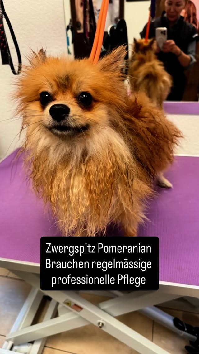 #grooming #hundesalon #luzern #grooming_luzern #maltese #bolonka #pudel #pomeranian #zwergspitz