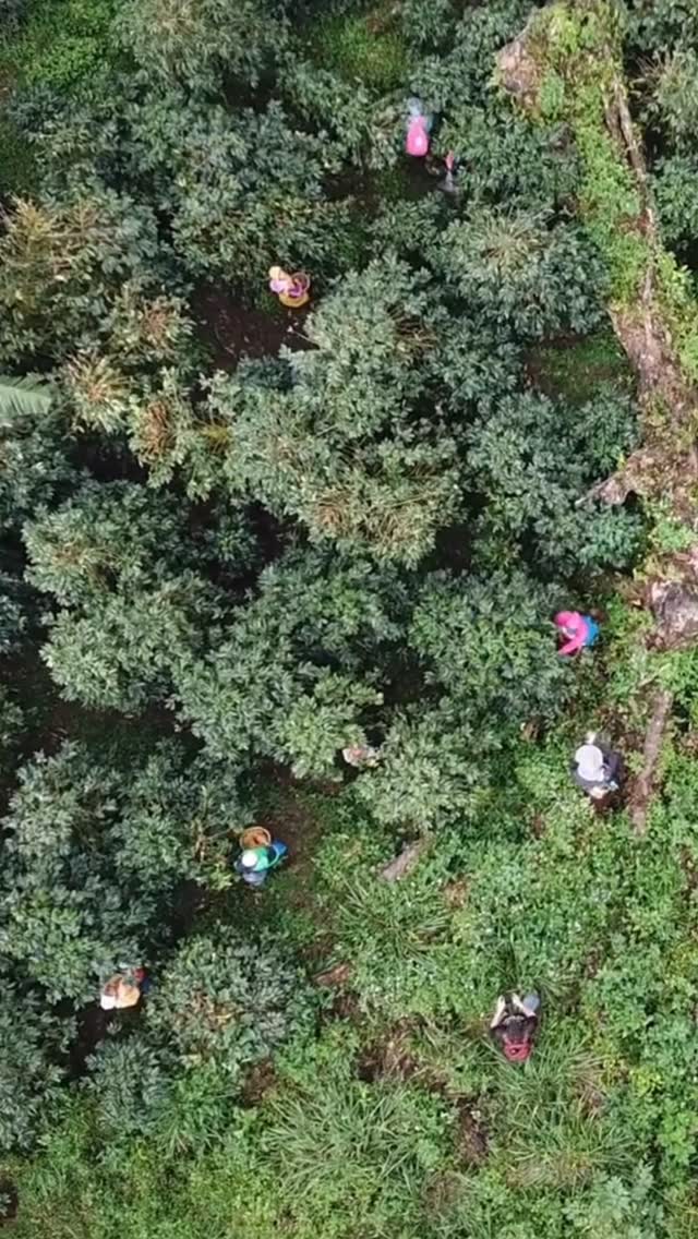 Watermelon sugar highhh 🎶 This is our Watermelon Maceration Madness, a carbonic maceration coffee fermented with real watermelons. Zero sugar, zero syrups, zero juices. ONLY fruit and awesome fermentation 🍒🍉
📍 Head to @dccoffeefestival this weekend (9/27-28) and taste this special lot @openseascoffee booth
🔗 We’ll be cupping this coffee @roastsummit in Portland next week. Sign up to cup with us using the link in our bio.
#greencoffee #specialtycoffee #nicaragua #naturalprocess #honeyprocess #thirdwavecoffee #coffeesourcing #maracaturra #directtrade #directtradecoffee #coffeeprocessing #sustainablecoffee #biodynamiccoffee #coffeeprocessing #coffeeroasting #coffeefarm #sampleroasting #goldmtncoffee #watermelonfermentation #coffeefermentation #carbonicmacerationcoffee #nicaraguancoffee #fightingpoverty #washedprocess #yellowcaturra #maragogype #fruitfermentcoffee #fruitfermentationcoffees #dccoffeefest #roastsummit