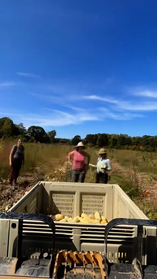 What have we been doing? Stuff and more stuff! #longviewfarmstand #nhfarming #supportlocalfarms #pumpkinseason #fallharvest