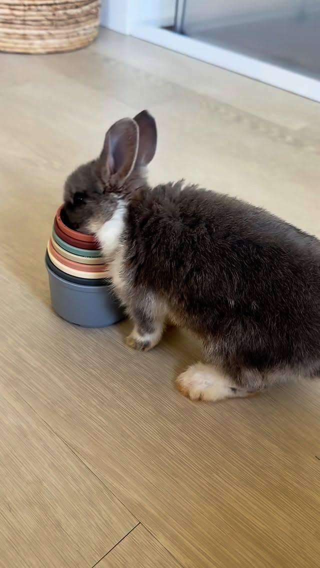 Hey where’s my treats!? 🐰🥕