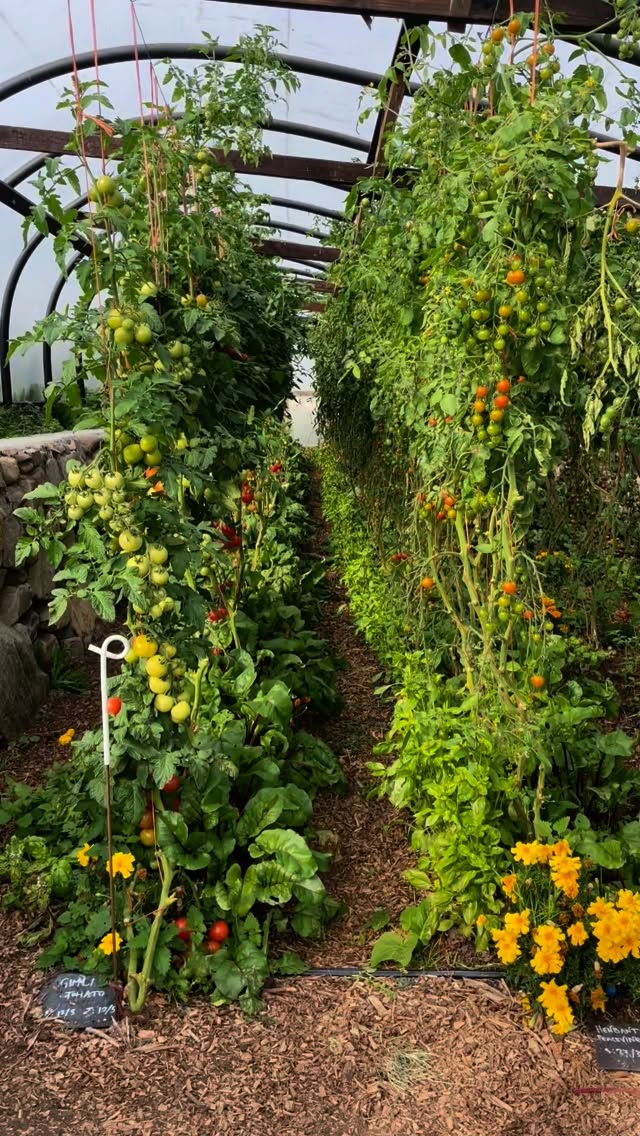 Tomato magic! We have loads of these beauties available in our farm shop ~ summer abundance accompanying us in the seasonal shift into autumn ✨🍂