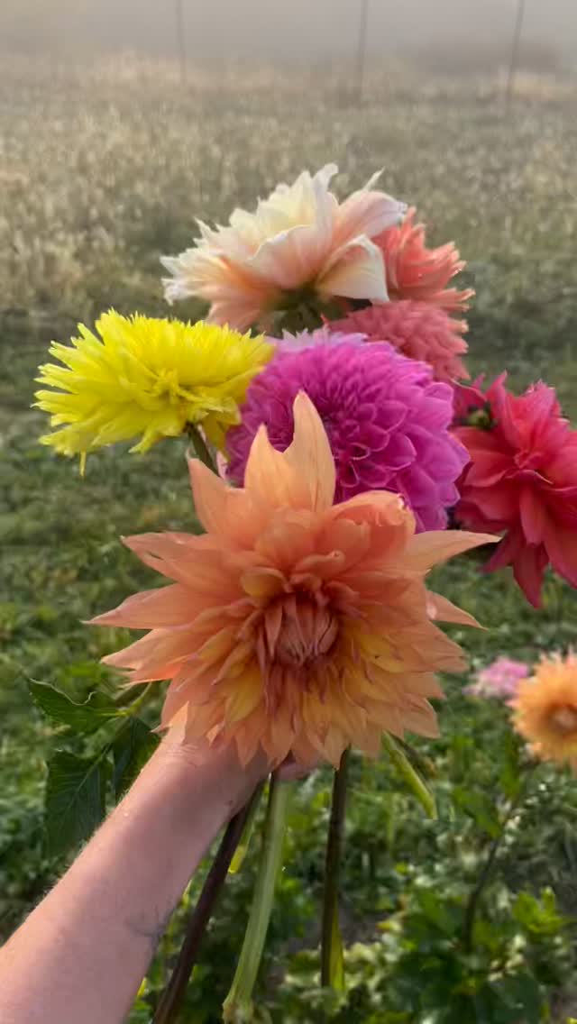Last week’s ☀️DAHLIA BLOOM BAR☀️ was so popular, we’re doing it again!
Come arrange your own bouquet — select stems of dinner plate (giant!) dahlias, “regular” (is there any such thing?!) dahlias, zinnias, giant marigolds, and chocolate and sun-colored sunflowers.
Our flowers are as fresh as they come — just picked between 7 and 9 this morning. We suspect it might be hard to find fresher flowers (even at farmers markets!) unless you stop by a U-pick farm.
Sat & Sun | 11:30am-5:00pm
#dahlia
#dahlias
#dahliaseason
#dinnerplatedahlias
#bloombar
#flowerfarm
#hudsonvalley
#treehornfarm
#flowerfarmer
#flowersandbooks
#upstateny
#regenerativeagriculture
#flowers