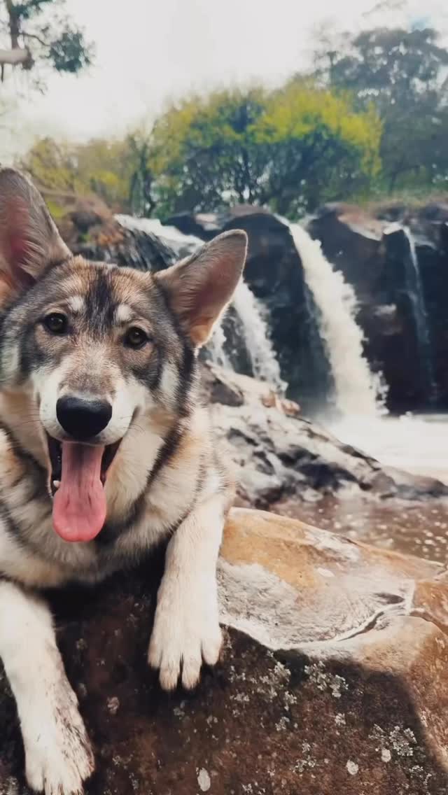 Skye, Jax & Millie had a great time at Narracan Falls today!