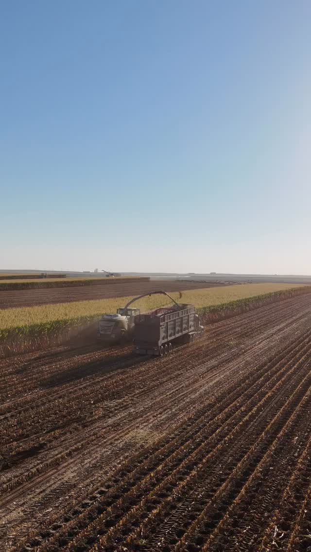 A Day in the Life: Driving Truck 🌽🚛
As the chopper chews through corn, each load is a race against time.