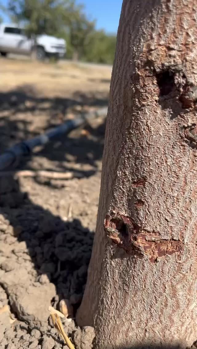 Stop letting rodents ruin your trees! Protect your orchard and your investment with Caddy Shack Rodent Control. Effective solutions, healthier trees, stronger yields. ๐ฑ๐ชNorth & Central Valley - (209) 564-8207 Brian Silveira
South Valley - (559)395-2537 Gilbert Campos
#RodentControl #HealthyTrees #FarmStrong #CaddyShackAg