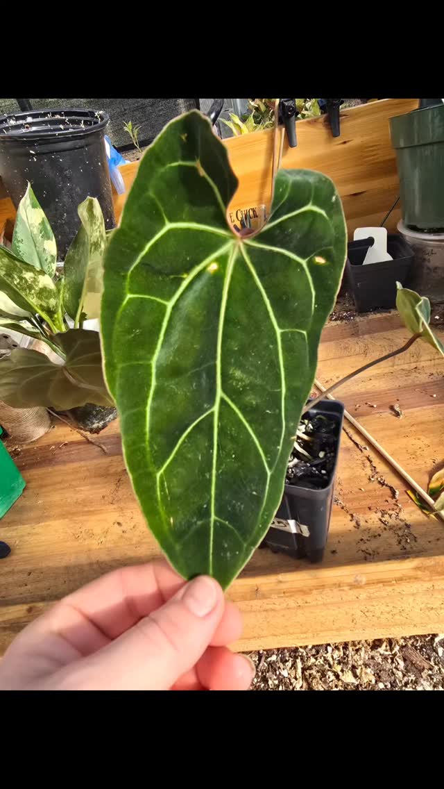 What would you choose? Bess aff, zm x doc or zara x michelle? These Anthurium are 🔥🔥
#smallbusiness #thehenandthechick #smallfarm #plants #greenhouse #plantsofinstagram #tropicalplants #anthurium