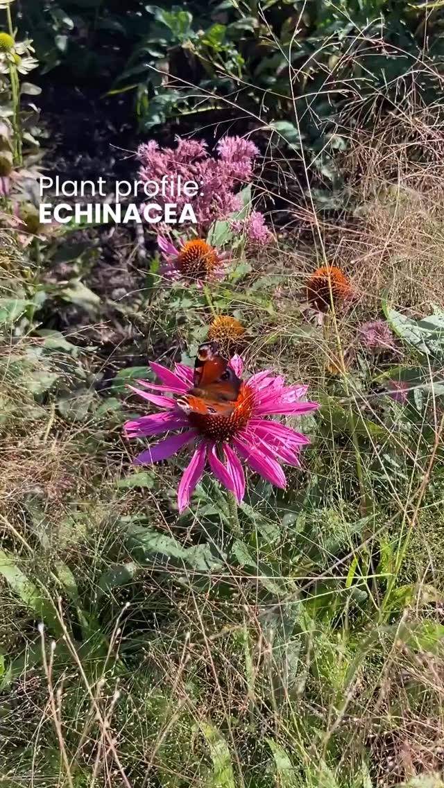 Echinacea is a plant that really delivers, flowering reliably all summer and bringing colour and structure to borders. Now, as the petals fade, the seed heads remain, keeping the structure and feeding birds.
Favoured by bees and butterflies, it continues to support wildlife even after flowering. Adaptable and reliable, Echinacea thrives in full sun and well-drained soil, withstanding heat and drought once established.
Whether woven into naturalistic plantings with grasses and prairie perennials, or standing tall as a focal point in more formal borders, cultivars like Echinacea purpurea ‘Magnus’ and ‘White Swan’ bring colour and character that lasts beyond the summer.
Leave the seed heads standing through autumn and winter for their architectural structure and wildlife value, cutting back only in early spring for fresh growth.