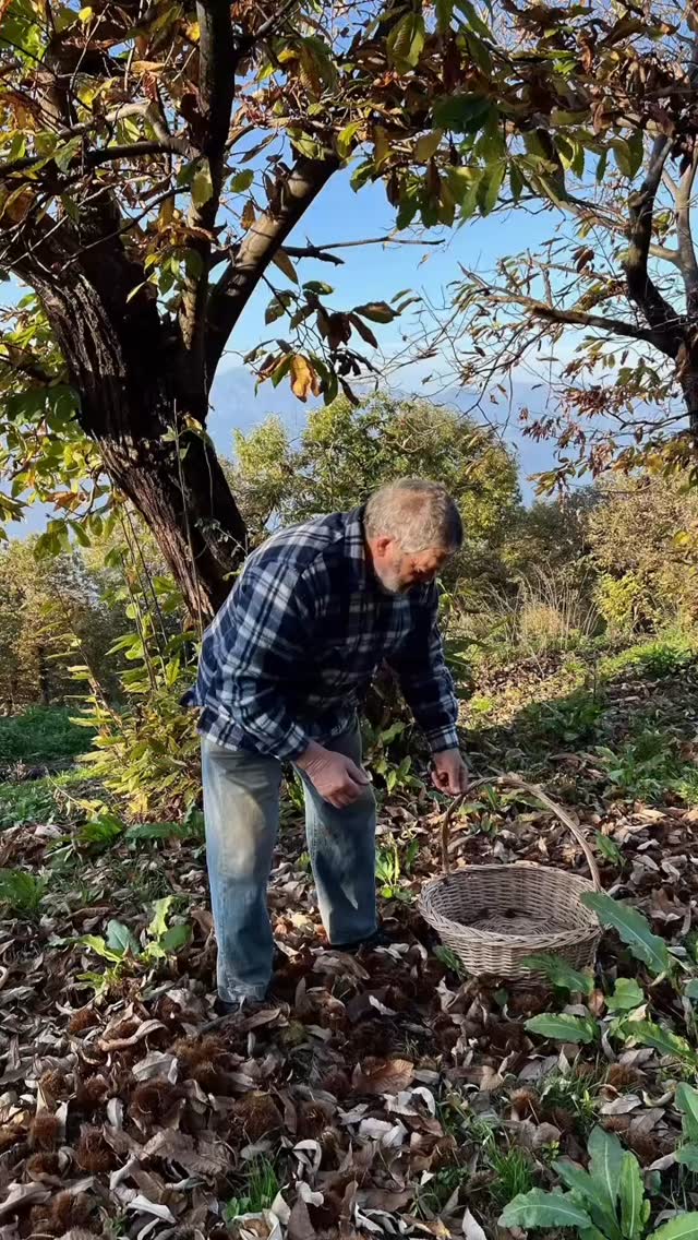 Chestnuts aren’t just food in San Zeno – they’re history, survival and community.
Meet Giacomo, 74, who still walks his chestnut groves on Monte Baldo, just as his father and grandfather did. Every autumn, he gathers the shiny brown fruits, tells old stories, and reminds us that some traditions are too precious to lose. 🌰✨
This is the kind of story we share at Inside Italy – real people, real places, real life. #InsideItaly #MonteBaldo #SanZeno #ItalianAutumn #ChestnutSeason #TraditionAndTaste