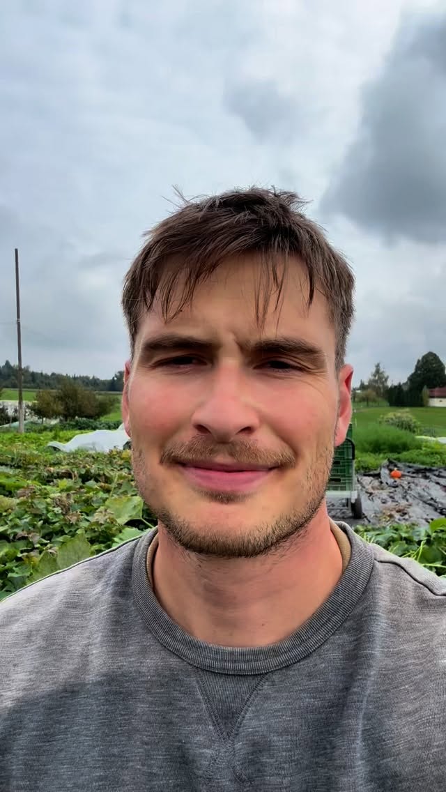 #süsskartoffelernte #demeter #bio