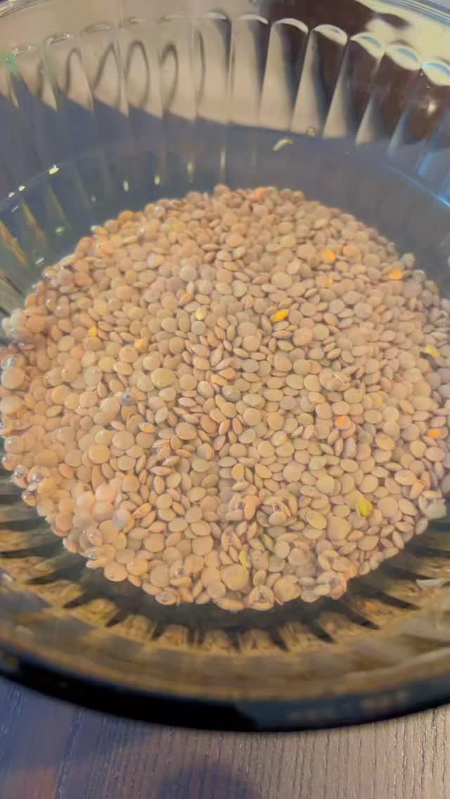 #soaking #make #sprouted #lentil #wholefood #nutritious #vitamins #minerals #betterabsorption #probiotcs #guthealth #immunesystemsupport