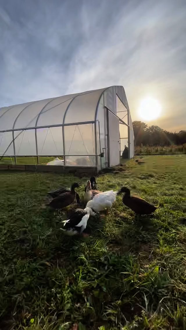 This morning, the Treehorn Synchronized Swim Team (AKA “Slug Patrol”) headed out into the field for the first time to train for the Olympics. 🦆🦆🦆
It took a bit of doing to get the original seven teammates to leave their comfortable condo — Melissa chased them all over the place while alternately cursing and sweet talking — but the team finally made it.
Then, the three newest members met the rest of the team for the first time. Aside from a few cranky pecks here and there, it didn’t go that badly.
A big part of our team’s training involves devouring slugs, ticks, and greens — every one of our little Olympians is proving to have natural athletic ability.
Next season, we anticipate the team to do great work. Other than a couple of sustainable pest control methods (beneficial nematodes and spraying with neem oil), we don’t use anything at all. So we’re counting on our team to make mincemeat of pests that might go for our flowers. Go, team, go!
Oh, and their names?
🦆Assata Duckur
🦆bell ducks
🦆Charlie Ducket
🦆 Duckleberry Finn
🦆Eliza Ducklittle
🦆Emily Duckinson
🦆Greta Duckberg
🦆Jemima Puddleduck
🦆 Puddleglum
🦆 Octavia Duckler
#goforthegold
#climaxolympics
#slugpatrol
#synchronizedswimming
#flowerfarm
#hudsonvalley
#flowerfarmer
#upstateny
#ducks
#runnerducks
#khakicampbell
#swedishduck
#magpieduck
#treehornfarmflock