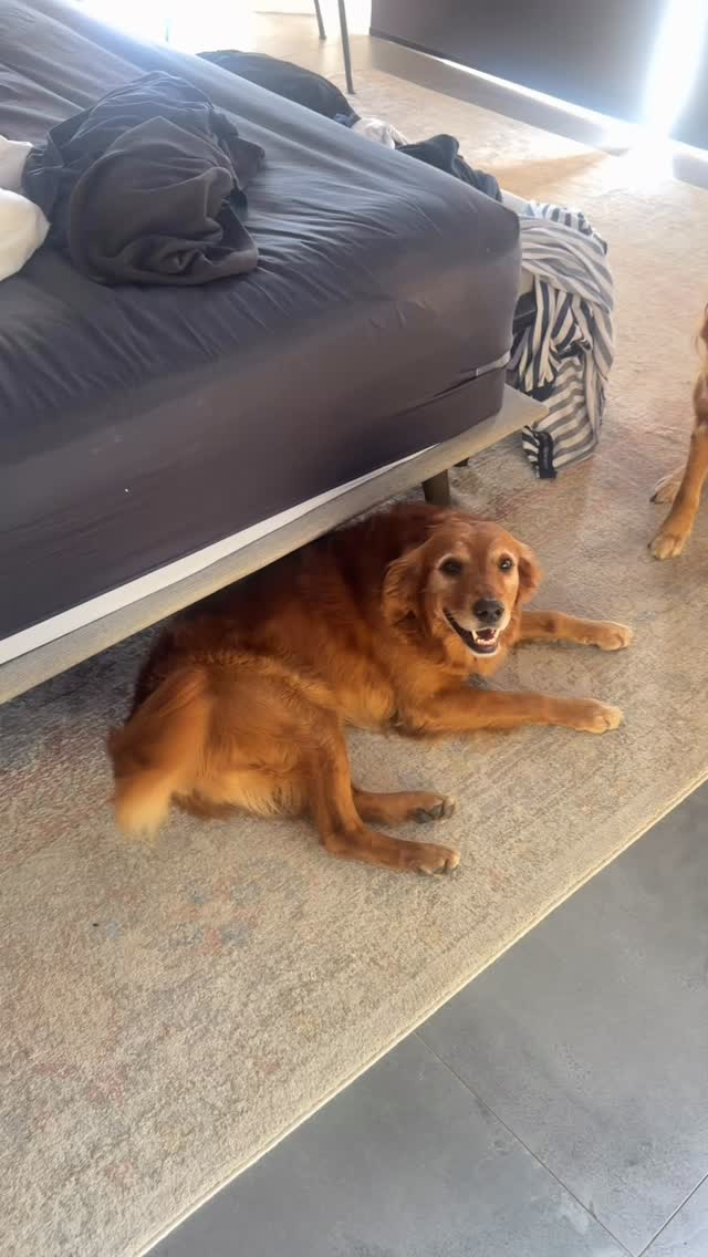 People always ask how I cope with so many dogs… here’s a glimpse of a normal day.
🐾 Wake-up call = wagging tails, not alarms
☕ Straight down to the café (the crew doesn’t let me skip)
📸 Tried to get some content with Junior + Holly = total fail
💻 Then it’s computer time while the dogs nap around me
It’s chaos, but I wouldn’t swap it for anything.
#UKFieldGoldens #activgoldens #TrainDontRestrain #itsOKtosayNotodogs