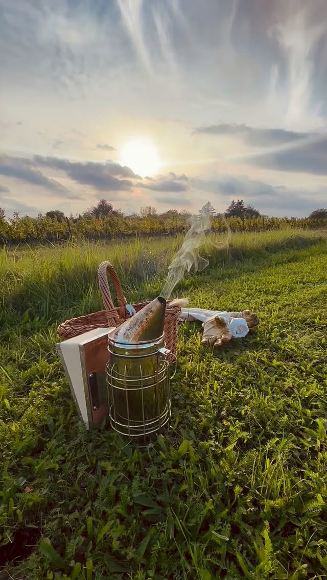 🌅 Das Bienenjahr geht zu Ende – unsere fleißigen Völker sind bestens auf die kalte Jahreszeit vorbereitet. Während sie zur Ruhe kommen, beginnt für uns die spannendste Phase: die Produktion unserer Spezialitäten. Mit viel Dankbarkeit blicken wir auf die Saison zurück und freuen uns auf all das, was jetzt entsteht! 🐝✨
#BioImkerei #ImkereiÖsterreich #Bienenliebe #NaturPur #NachhaltigGenießen #RegionalGenießen #BioQualität #Imkerhandwerk #VomStockZumGlas #DankeBienen
#Honigliebe #Imkerleben #ÖsterreichGenießen #HandwerkMitHerz #Bienenvolk #Naturverbunden #Bienenkraft #ImkereiMitHerz #Bienenzauber #RegionalUndBio
#Bienenfreunde #ÖsterreichBio #Bienenleben #BioProdukte #Bienenliebling #ÖsterreichImkert
#Beekeeping #SustainableLiving #OrganicHoney #SupportLocal
