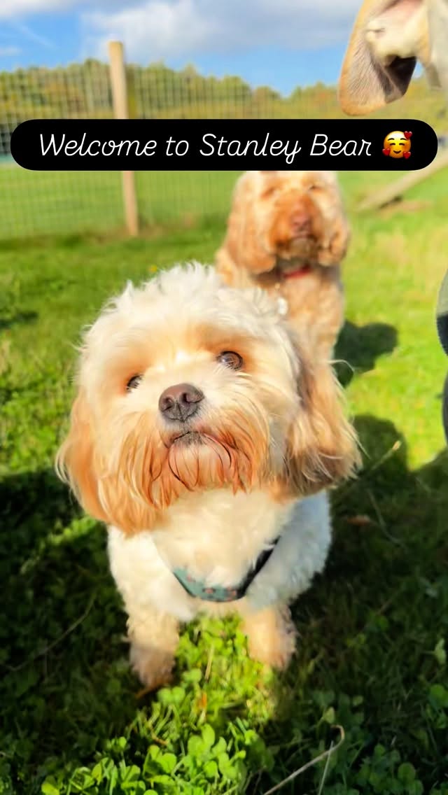 Welcome to this cutie pie, Stanley Bear. He has slotted straight in and has already made lots of friends. Welcome to the pack buddy! #doggydaycareuk #itsadogslife #castledonington #cutedogs #firstday