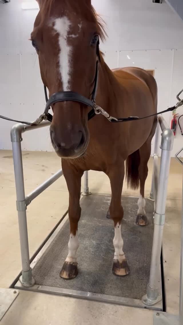 🌟 Boost your horse’s recovery 🌟
Many horses start with the Combi Floor before stepping into the water treadmill — and for good reason! ⚡ This PEMF therapy works at a cellular level, helping tissues heal faster, improving circulation, and preparing the body for exercise. 🧬💪
💙 Ideal for horses with:
✔️ Soft tissue injuries
✔️ Hoof problems
✔️ Fractures
✔️ Circulation issues
✔️ Horses in rehab needing extra support
✔️ Athletes looking to build and maintain muscle tone
After this, it’s onto the 🌊 Water Treadmill, where controlled exercise builds strength, supports movement, and accelerates recovery.
✨ Together, they create the ultimate combination of healing + conditioning.
📅 Ask us about adding the Combi Floor to your horse’s next session!
#EquineHydrotherapy #PEMFtherapy #EquineRecovery #EquinePerformance #HorseHealth