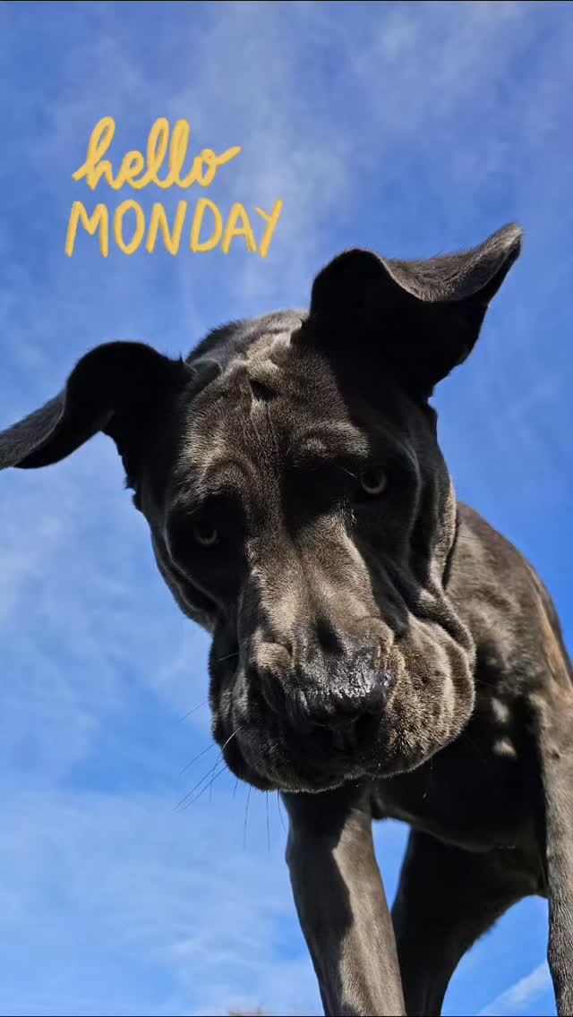 What can't you love about these monday faces!
#happydoglife #happymonday☀️ #doggydaycareuk #pawsomedays #cutedogs