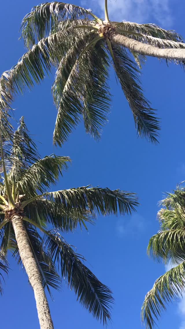 #wonderfulplaces#explore#photography#travel#adventure#resort#beautiful#lifestyle#relax#luxurylifestyle#nature#flowers#view#vacation#photo#beauty#photographer#ocean#trees#nature#palmtrees#island#resort#maui#hawaii#mountains#wild#tropical#paradise#palmtree#islands