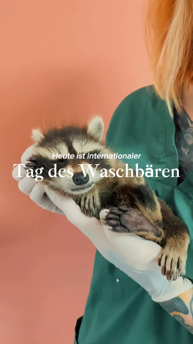 Vielleicht ein guter Tag, auch diesen kleinen Freunden mal etwas mehr Respekt entgegen zu bringen!
#tagdeswaschbären #raccoon