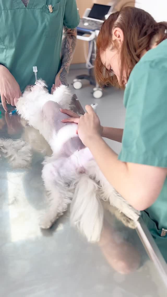 Bei Malteserhündin Daisy wurde im Mai aufgrund bösartiger Tumoren die erste Milchleiste entfernt. Heute folgte die Entfernung der zweiten Milchleiste in Kombination mit einer Ovariohysterektomie, um das Risiko weiterer Tumorbildung zu minimieren. Der Eingriff ist ohne Komplikationen verlaufen, jetzt beginnt die Genesungsphase!
#surgery #vet ##vetlife #vetsurgery #mastektomie #dog #dogsofinstagram