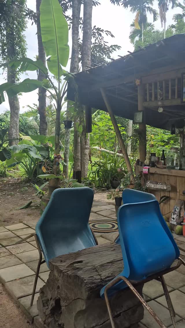 Samoson squirrels #nature #cute #thaicountryside #thungsong #samoson