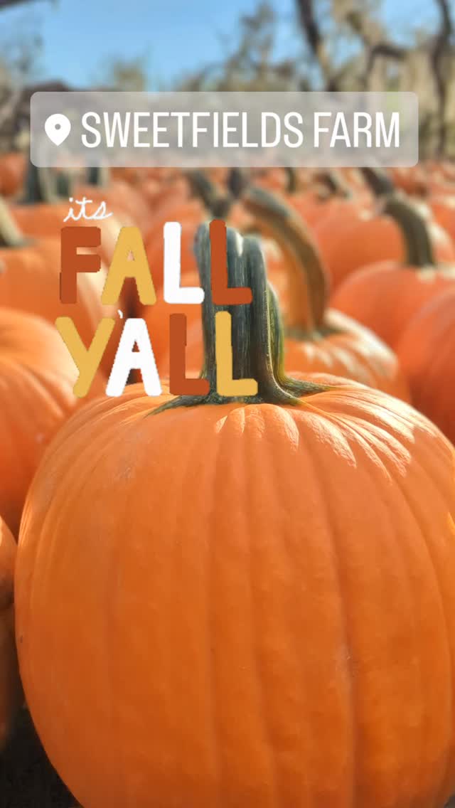 Pumpkins make me Happy 🤸🏼👩🏻🌾
Sweetfields Farm’s 18th Annual Fall Festival runs through November 9th! ✨
Bring the whole family and make unforgettable memories with:
🌽 Two Corn Mazes
🎃 Pumpkin Patch
🐐 Farm Animals
🚜 Hayrides & Pedal Tractor Races
🎯 Pumpkin Launcher, Pumpkin Bowling & Cornhole
🍏 Fresh Pressed Apple Cider
🍂 Harvest Barn Market + Food Vendors
…and so much more!
✨ Tickets sell out fast — don’t wait! ✨
🎟 Get yours now with the link on our bio
📅 Mark your calendars, tag your fall crew, and let’s make this season the best one yet! 🍁✨