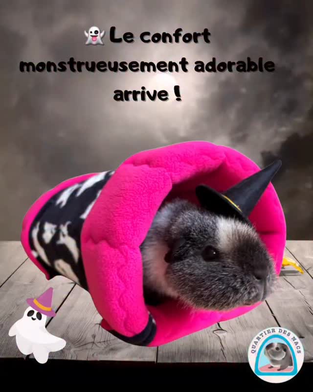 👻🎀 Collection Fantôme & Fuchsia : Confort, fun et esprit Halloween pour vos Nacs !
🎃👻 Cet Halloween, vos petits compagnons méritent aussi leur dose de magie et de confort !
Découvrez nos 2 créations exclusives en polaire fantôme blanc sur fond noir associé à un doux fuchsia éclatant :
✨ Le Pont XXL : modulable, il se plie et se déplie pour créer un terrain de jeu fun ou un refuge douillet. Un vrai must-have pour varier les plaisirs !
✨ Le Nid à câlin : réversible, il s’utilise ouvert comme un grand lit moelleux, ou fermé pour un cocon rassurant et cocooning.
Chaque pièce est confectionnée avec soin pour allier praticité, confort et style unique. 🖤💜
Série spéciale Halloween 🎃 : disponible dès maintenant et prête à être expédiée !
👉 Swipez pour découvrir les détails.
👉 Dites-nous en commentaire lequel vos petits monstres préféreraient !
👉 Et surtout, abonnez-vous & partagez pour ne rien manquer des prochaines nouveautés magiques ✨
Prenez soin de vos animaux avec Quartier des Nacs 🐹🐇
#cochondinde #lapin #bienetreanimal #animauxdecompagnie #quartierdesnacs #animauxdecompagnies #chinchillas #rat #furet
