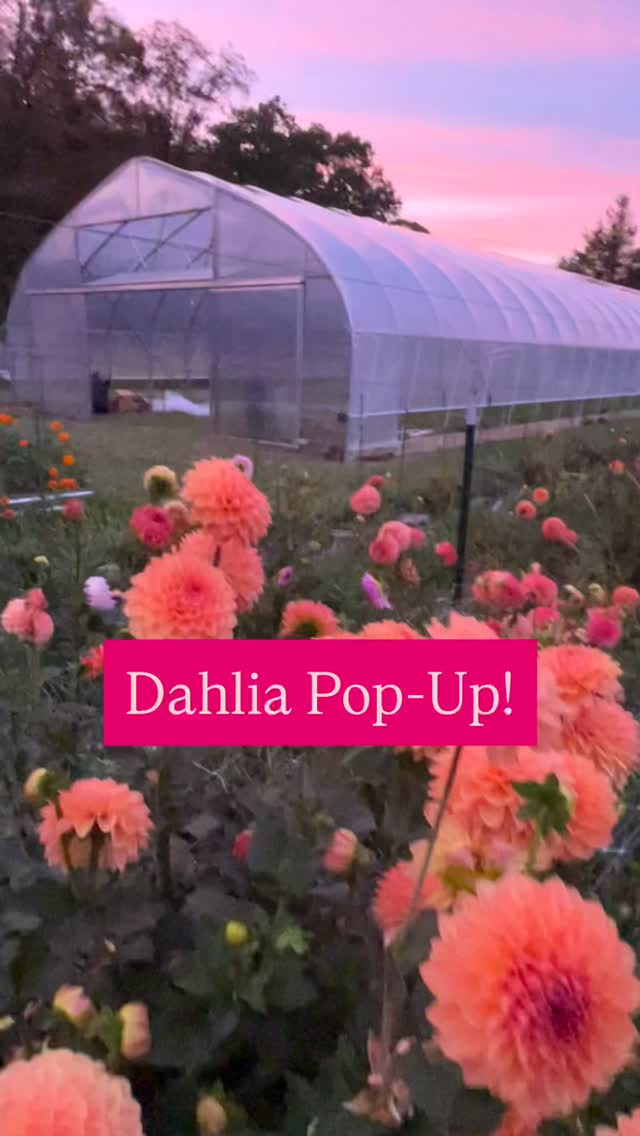 Chilly weather is upon us!! While this cold, hard fact could send an icy shiver down our spine (as it signals the end of our first growing season), we’re going to embrace it by sharing some gorgeous flowers with our community. During this moment, we’re going to also ask for your participation:
Tomorrow, we’re hosting a DAHLIA POP-UP. We have an abundance of flowers, and we need you to buy them.
Our first year farming was a huge win — we learned so much and met amazing people. But it was also a big financial loss. We gave away a ton of flowers to new friends, neighbors, local businesses, and people who could use a pick-me-up, focusing more on building community and figuring out the ins and outs of farming than on income.
Tomorrow, we want to celebrate our first season — but we also want (and need) to make a few hard-earned dollars.
We’ll have our DAHLIA BLOOM BAR set up between 4:00pm and 6:00pm. All blooms will be sold by the stem.
This is your opportunity to go home with a giant bouquet of dahlias for a steal — last weekend, most people were spending between $12.50 and $30.00, depending on the size bouquet they wanted to make.
Our bookshop will also be open (as it will be over the weekend). There are many bookshops in the Hudson Valley, and each one is a jewel, offering something just a little different. Ours offers books about growing things… the perfect pairings with our blooms.
Hope to see you tomorrow!! Thanks for a first amazing season!
—Melissa & Mark
#flowerfarm
#treehornfarm
#flowerfarmer
#flowersandbooks
#dahlia
#dahliasofinstagram
#dahlias
#bloombar