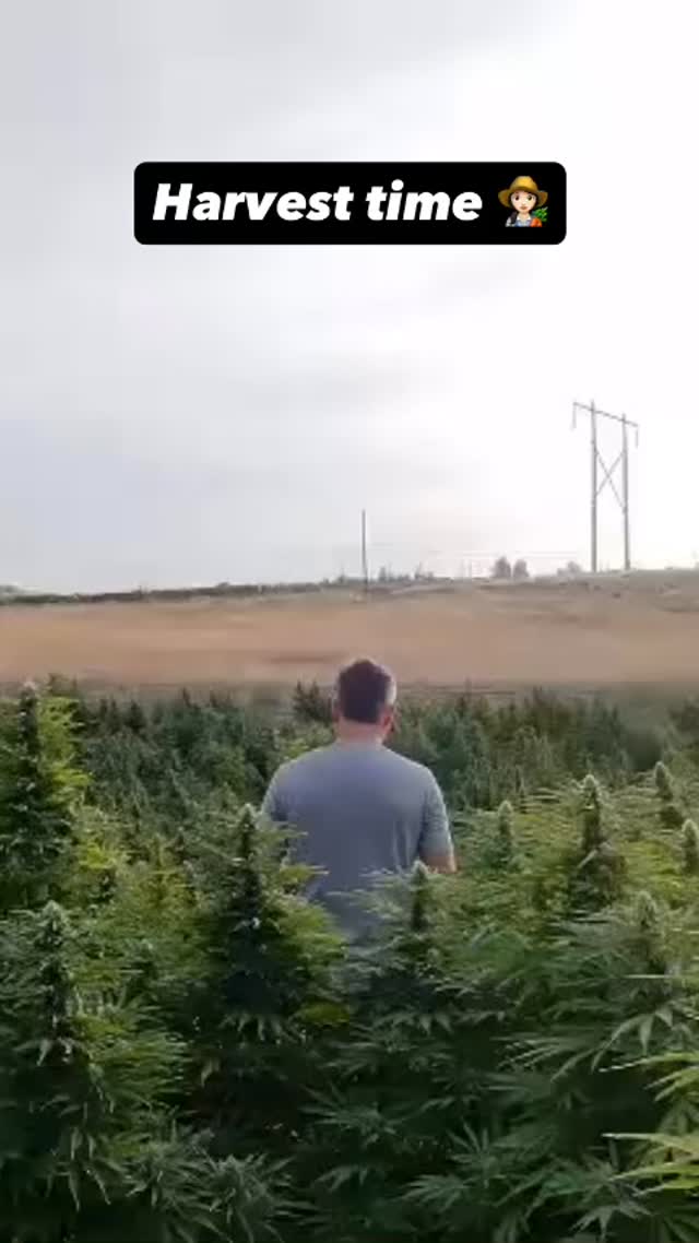 SECOND ROUND HARVEST - we’ve completed our first spot harvest and are just about ready for our second pass through the fields. Manually harvesting only the branches that are most mature to ensure we have consistent high potency across our entire crop. What does that mean for you? A Potency Promise you can trust. With love, for you.