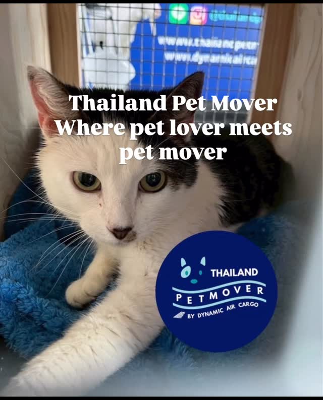 Pet relocation services from LHR to BKK 🐶 Thailand Pet Mover
🐱 Where Pet Lover Meets Pet Mover
🐰 Inquire via LINE: @thailandpetmover
🐯 Or Email: service@dynamicaircargo.com
🐹 Our DMs are not monitored
🐷 A trade mark service managed by Dynamic Air Cargo, a member of IPATA and IATA.
——————————————————
Please make sure you contact direct to our customer service team
#bangkok #traveller #importer #exporters #animals #thailandpetmover #petrelocationservices #petrelocation
#animallovers #pet #petmoverthailand #petshipping #dynamicaircargo #thailandpetrelocation #petrelocationthailand
#worldwideshipping #petmover #petlover #cats #doglover #ขนส่งสัตว์เลี้ยงไปต่างประเทศ #หมา #แมว #ขนส่งสัตว์เลี้ยง #doglovers #dogs #pets #petboarding