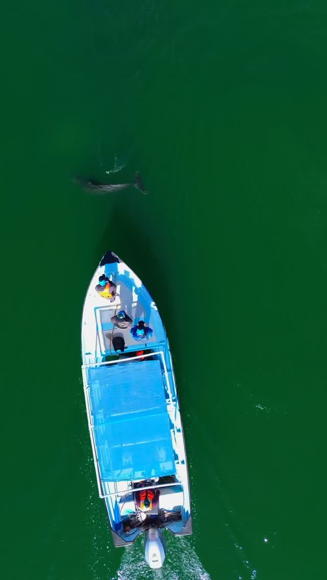 En Bahía Magdalena puedes ver hasta tres especies de delfines:
🐬 Nariz de botella, el más conocido y juguetón.
🐬 Delfín común, veloz y saltador.
🐬 Y si tienes suerte, el de flanco blanco del Pacífico, con su línea blanca a los lados.
Vienen en manadas grandes, nadan junto a la lancha y a veces hasta te “saludan”.
🌊 Vive esta experiencia única con Murillos Bros Adventours.
📍 Puerto San Carlos, BCS
✉️ Reserva ya por mensaje directo.
#Delfines #AvistamientoDeDelfines #BahíaMagdalena #MurillosBros
#DelfínNarizDeBotella #DelfínComún #DelfínDeFlancoBlanco
#TurismoBCS #MagBay #PuertoSanCarlos #NaturalezaViva
🌐 www.murillosbrosadventours.com